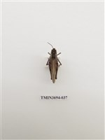 藏品(直翅目(2))的圖片